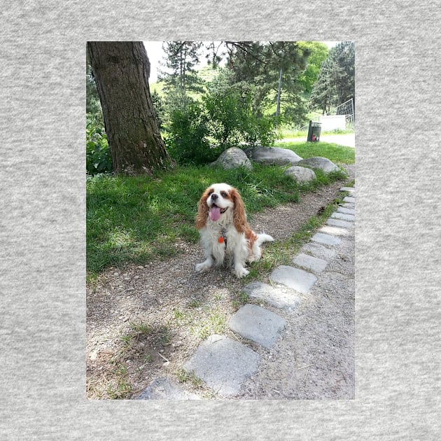 cavalier king charles spaniel blenheim sitting by Wanderingangel